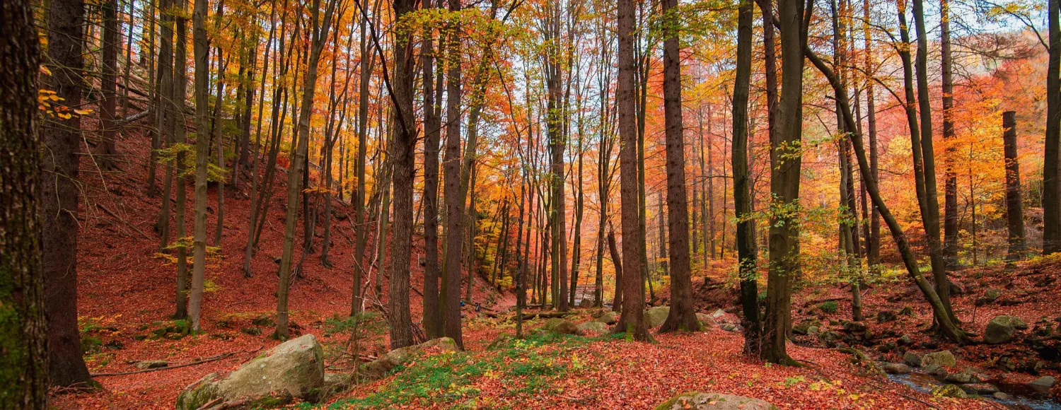 Herbstwald